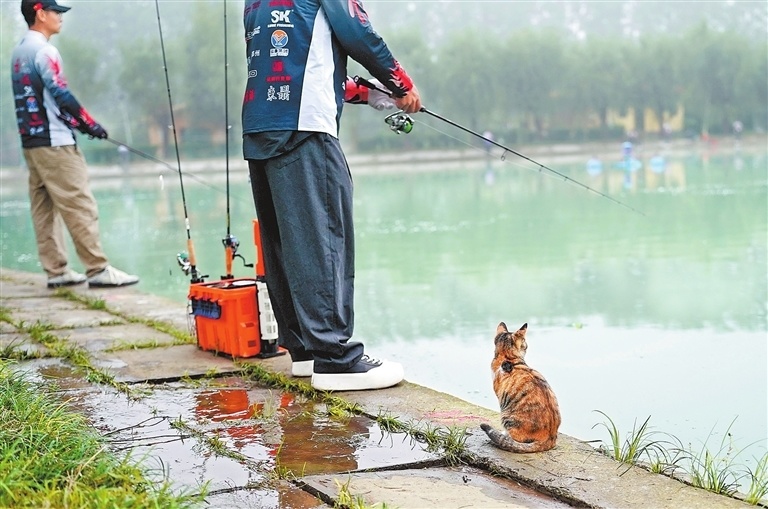 河南省钓鱼, 部门共同主, 它区别于传